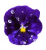 Floare de violeta